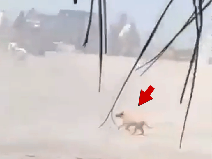 Dog Caught in Crossfire During Puerto Vallarta Shootout